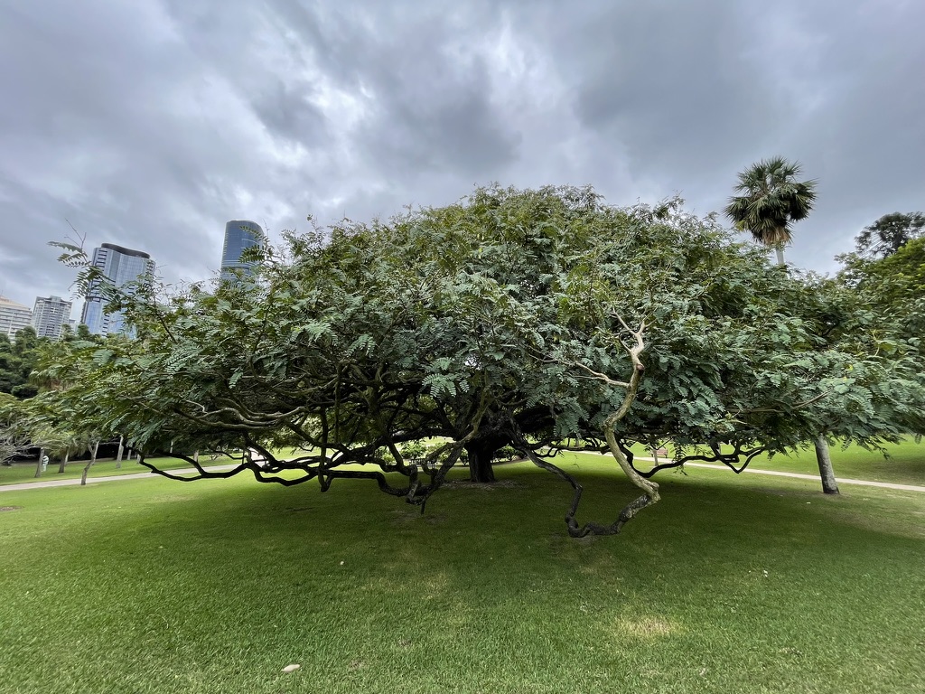 Brisbane Botanical Gardens