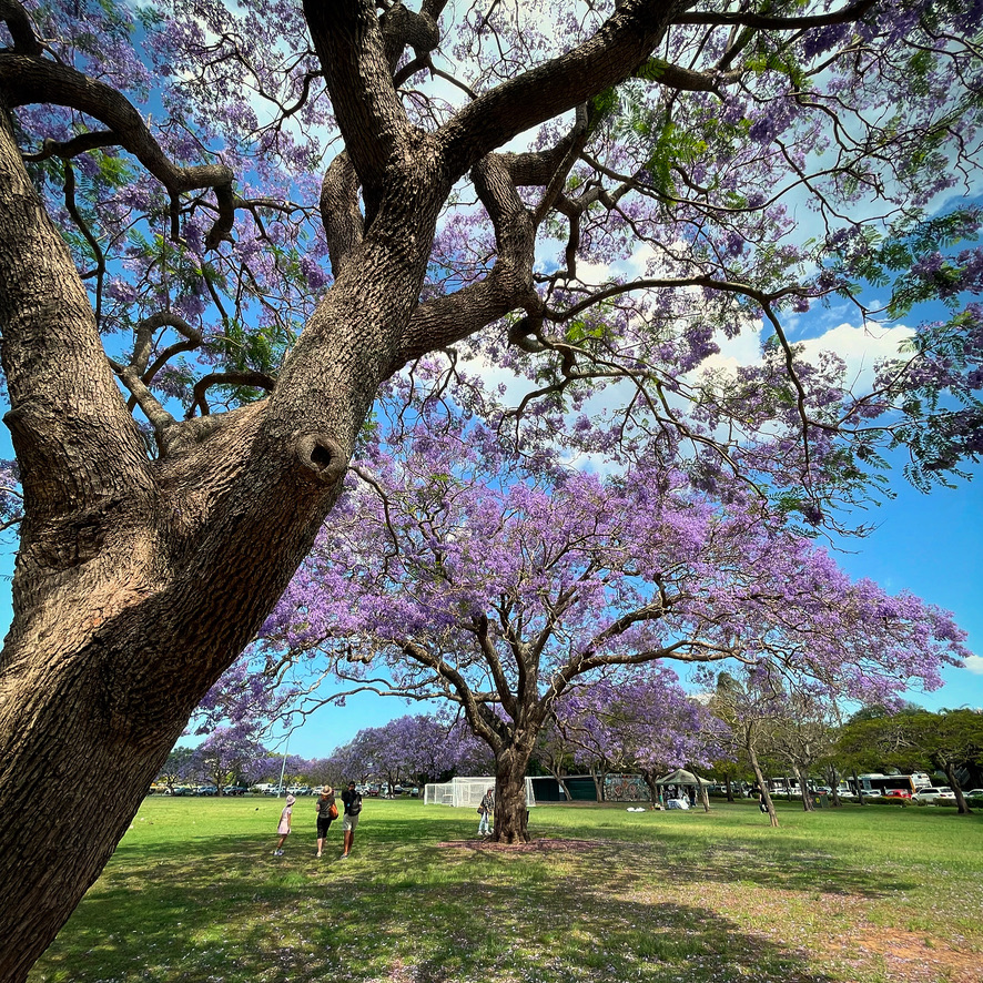 Amazing Jakaranda Tree