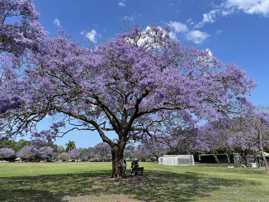 Jakaranda season in New Farm Park